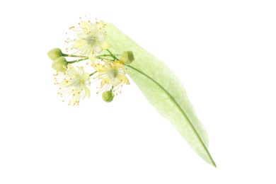 Photo of Twig with linden flowers and leaf isolated on white