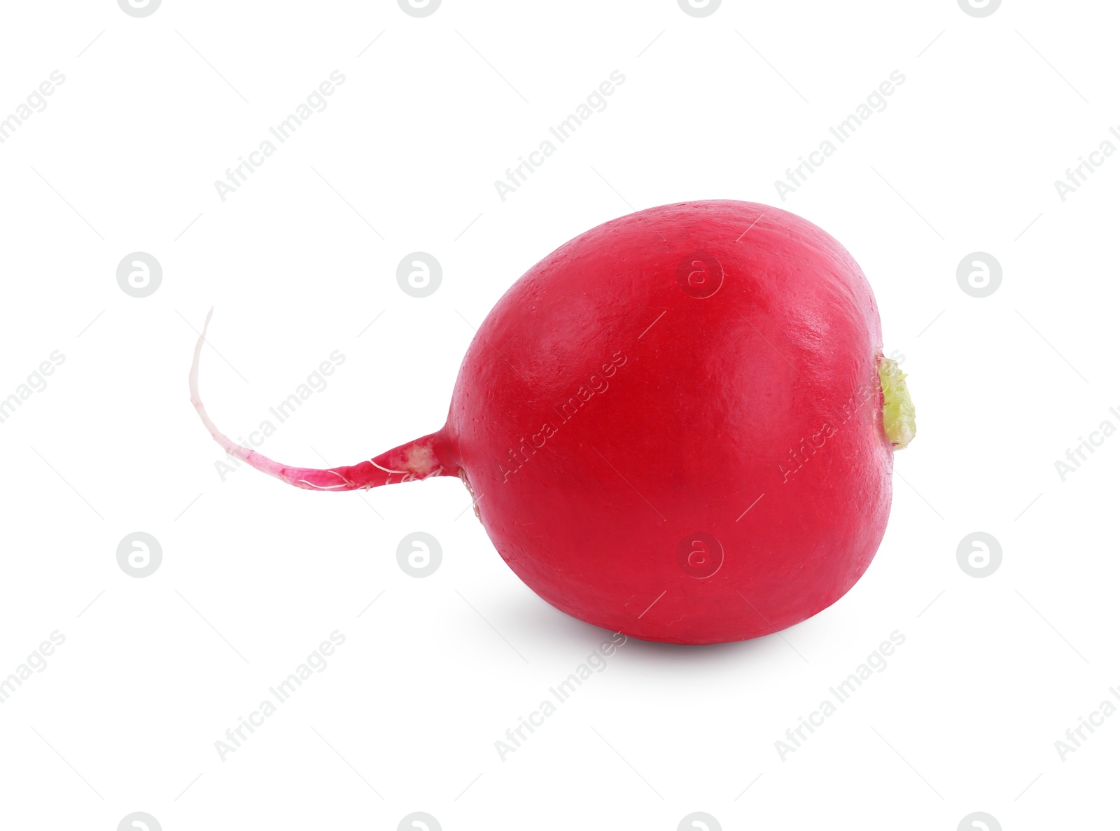 Photo of One fresh ripe radish isolated on white