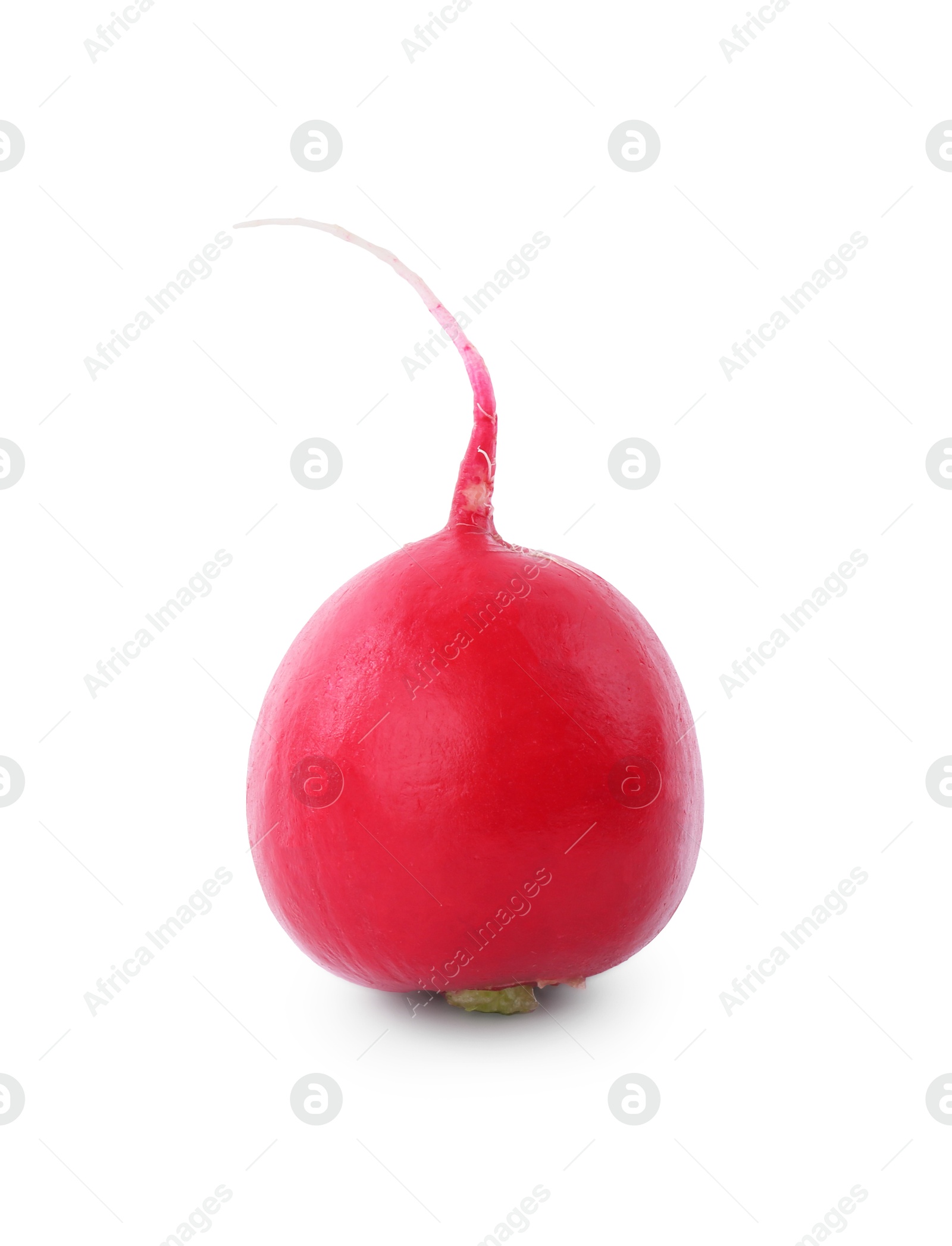 Photo of One fresh ripe radish isolated on white