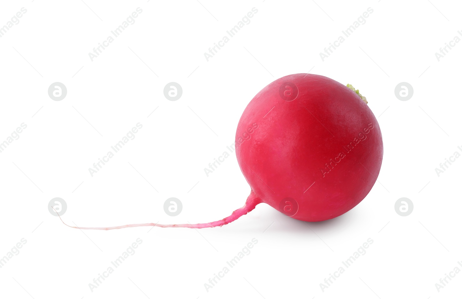 Photo of One fresh ripe radish isolated on white