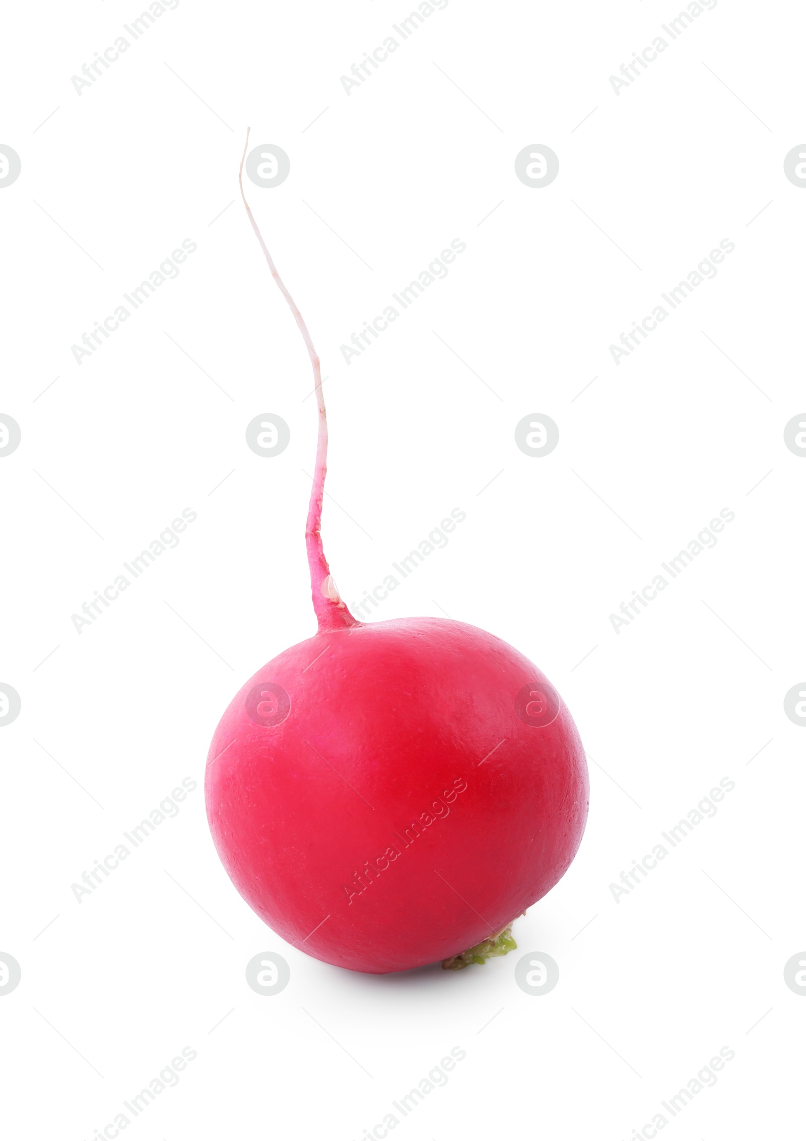 Photo of One fresh ripe radish isolated on white