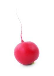 One fresh ripe radish isolated on white