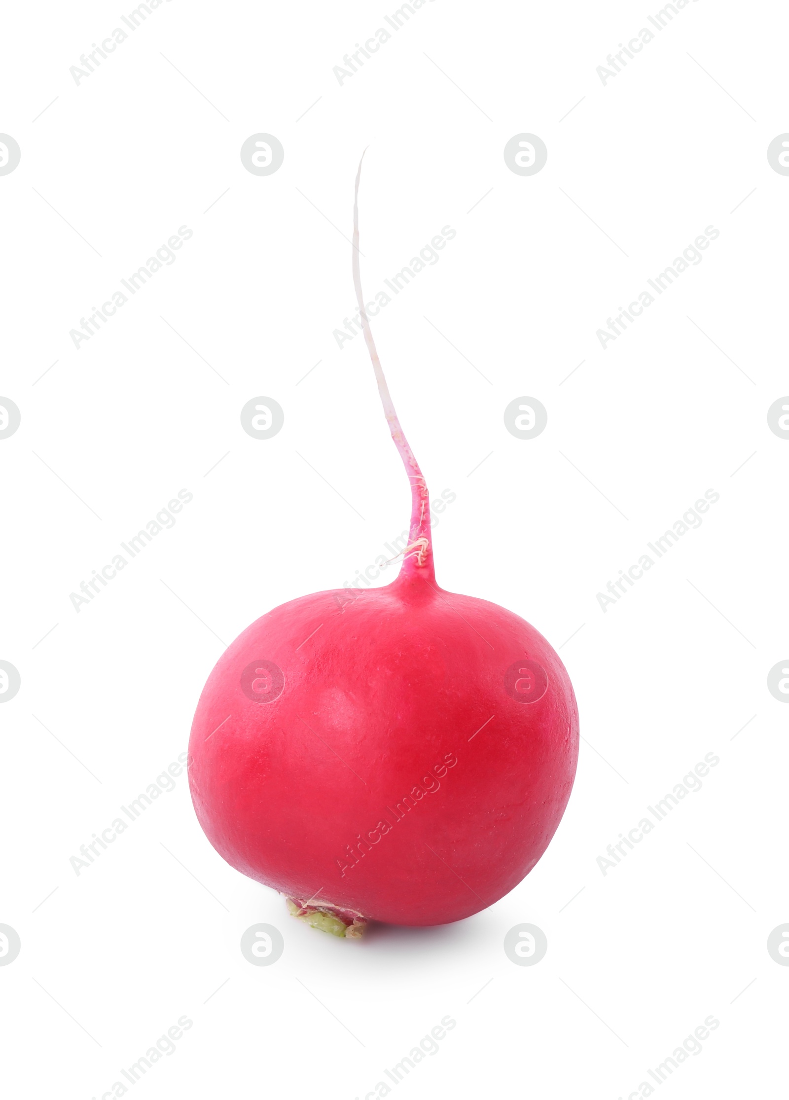 Photo of One fresh ripe radish isolated on white