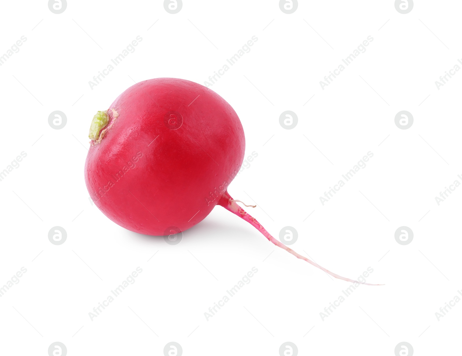 Photo of One fresh ripe radish isolated on white