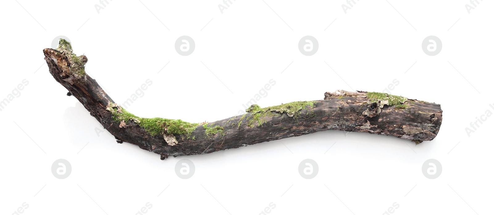 Photo of Dry tree branch with moss isolated on white, top view