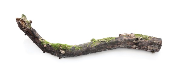 Photo of Dry tree branch with moss isolated on white, top view