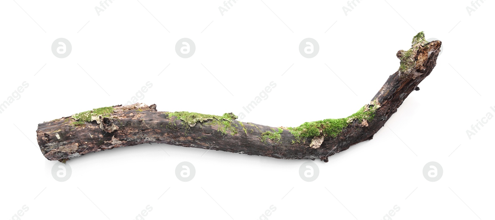 Photo of Dry tree branch with moss isolated on white, top view