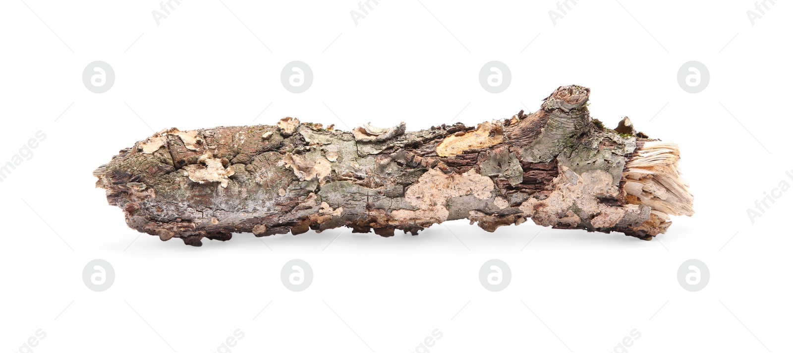 Photo of Old dry tree branch isolated on white