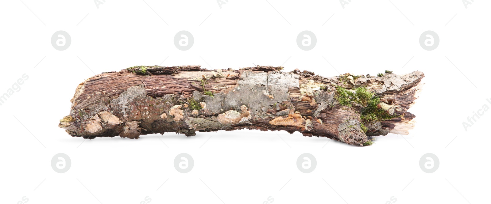 Photo of Old dry tree branch isolated on white