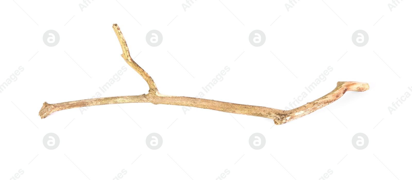 Photo of One dry tree branch isolated on white, top view