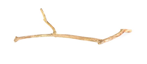 One dry tree branch isolated on white, top view