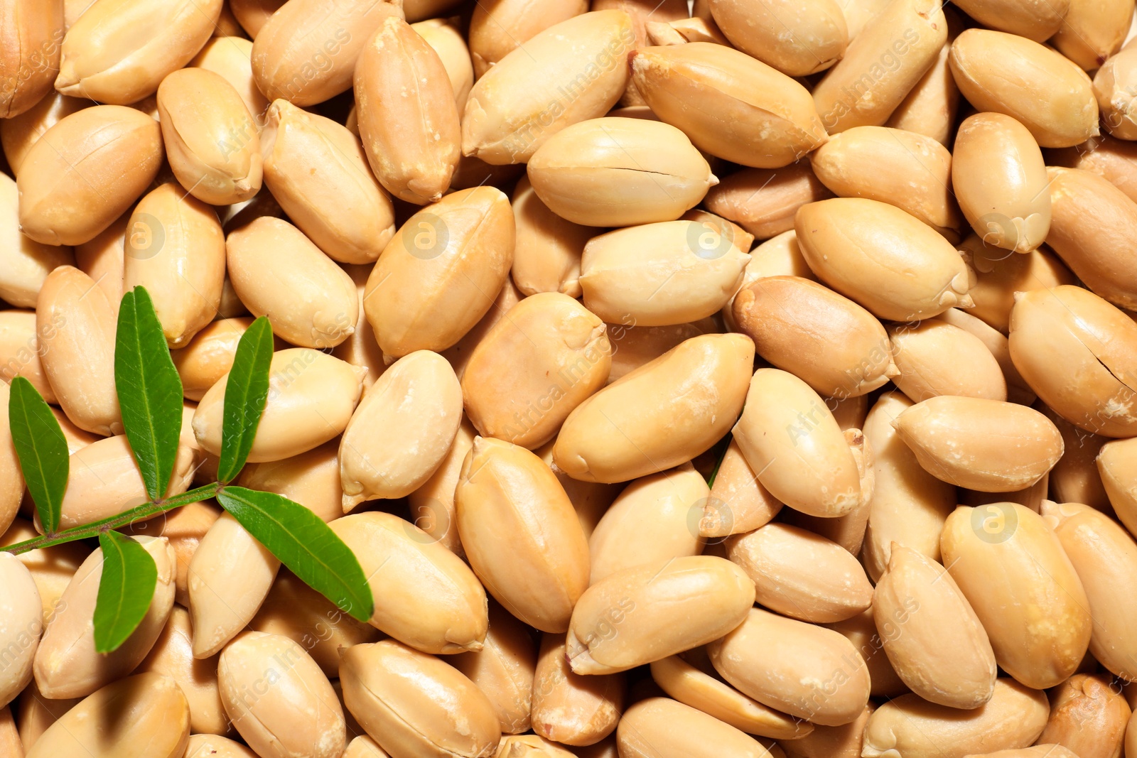 Photo of Branch with leaves on fresh peeled peanuts, top view