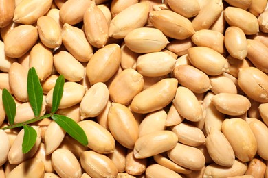 Branch with leaves on fresh peeled peanuts, top view