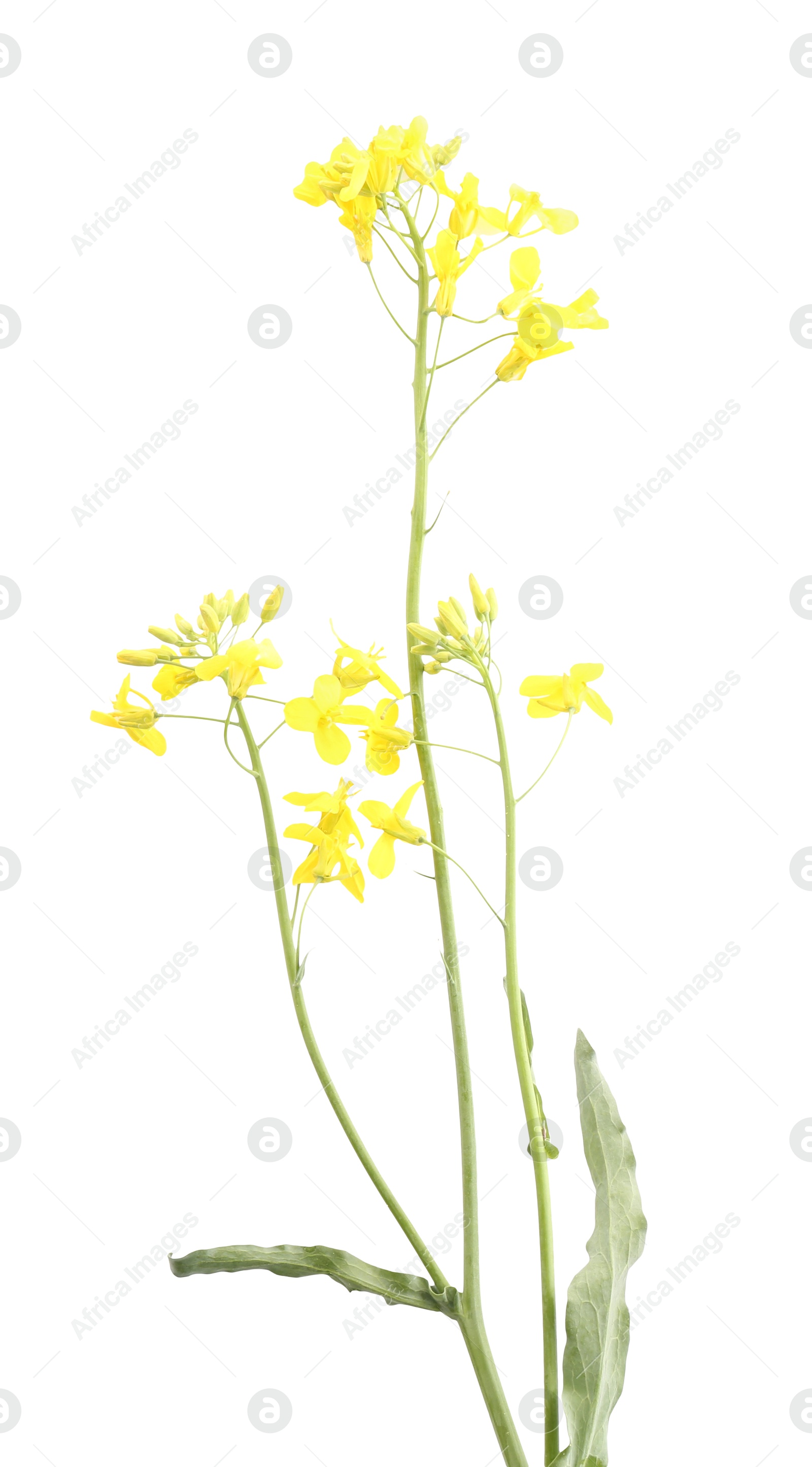 Photo of Beautiful yellow rapeseed flowers isolated on white, top view