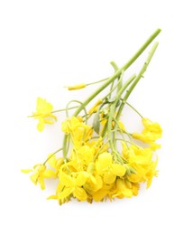 Beautiful yellow rapeseed flowers on white background, top view