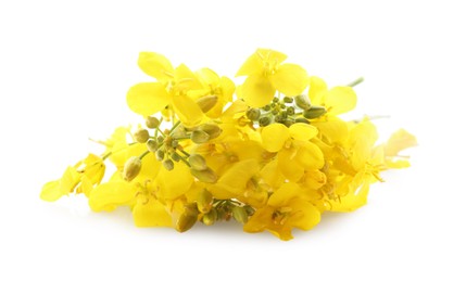 Photo of Beautiful yellow rapeseed flowers on white background
