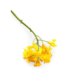 Photo of Beautiful yellow rapeseed flowers on white background, top view