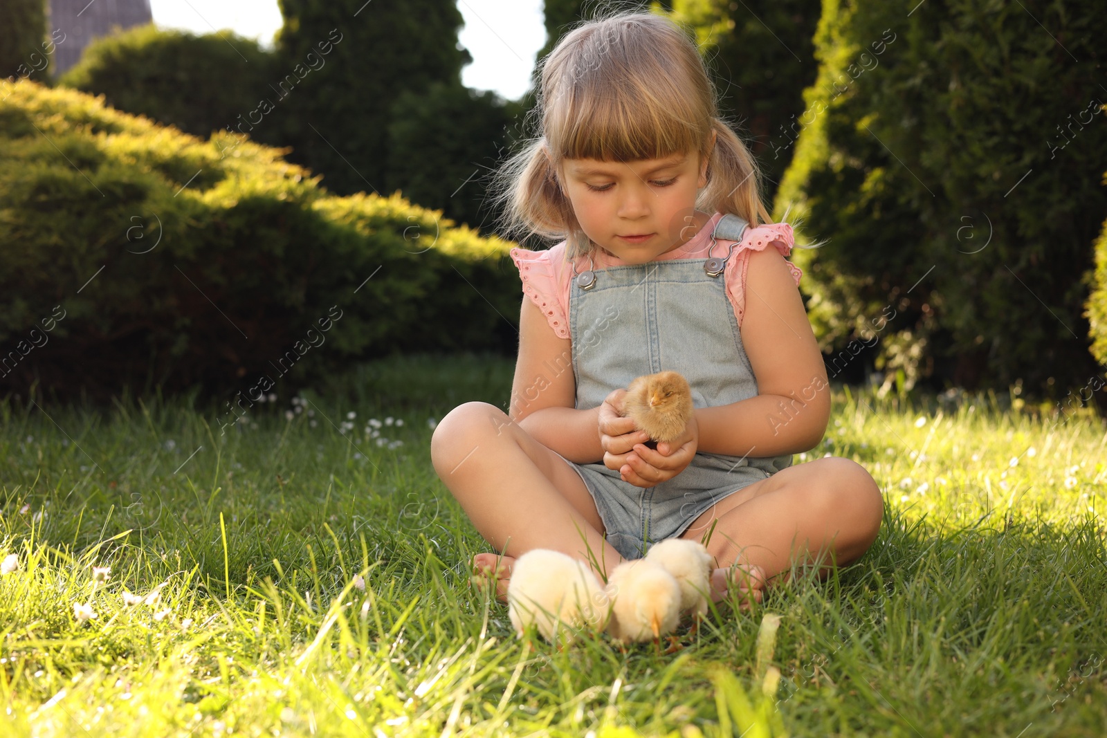 Photo of Little girl with cute chicks on green grass outdoors. Baby animals