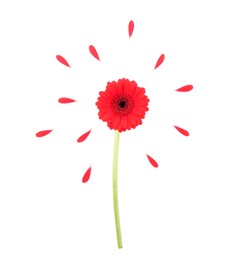 Photo of Beautiful red gerbera flower and petals isolated on white, top view