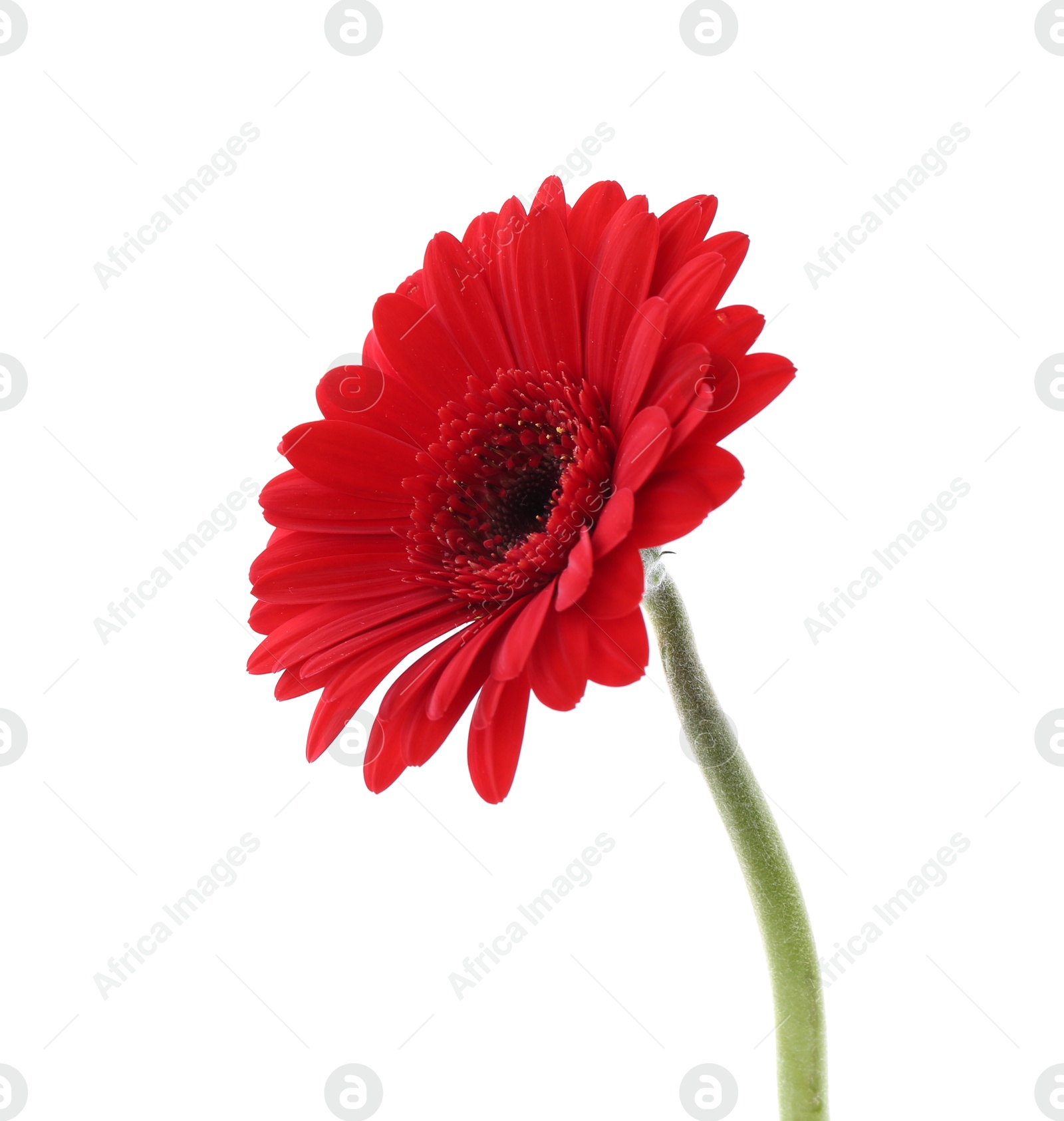 Photo of Beautiful red gerbera flower isolated on white