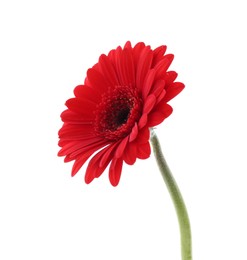 Photo of Beautiful red gerbera flower isolated on white