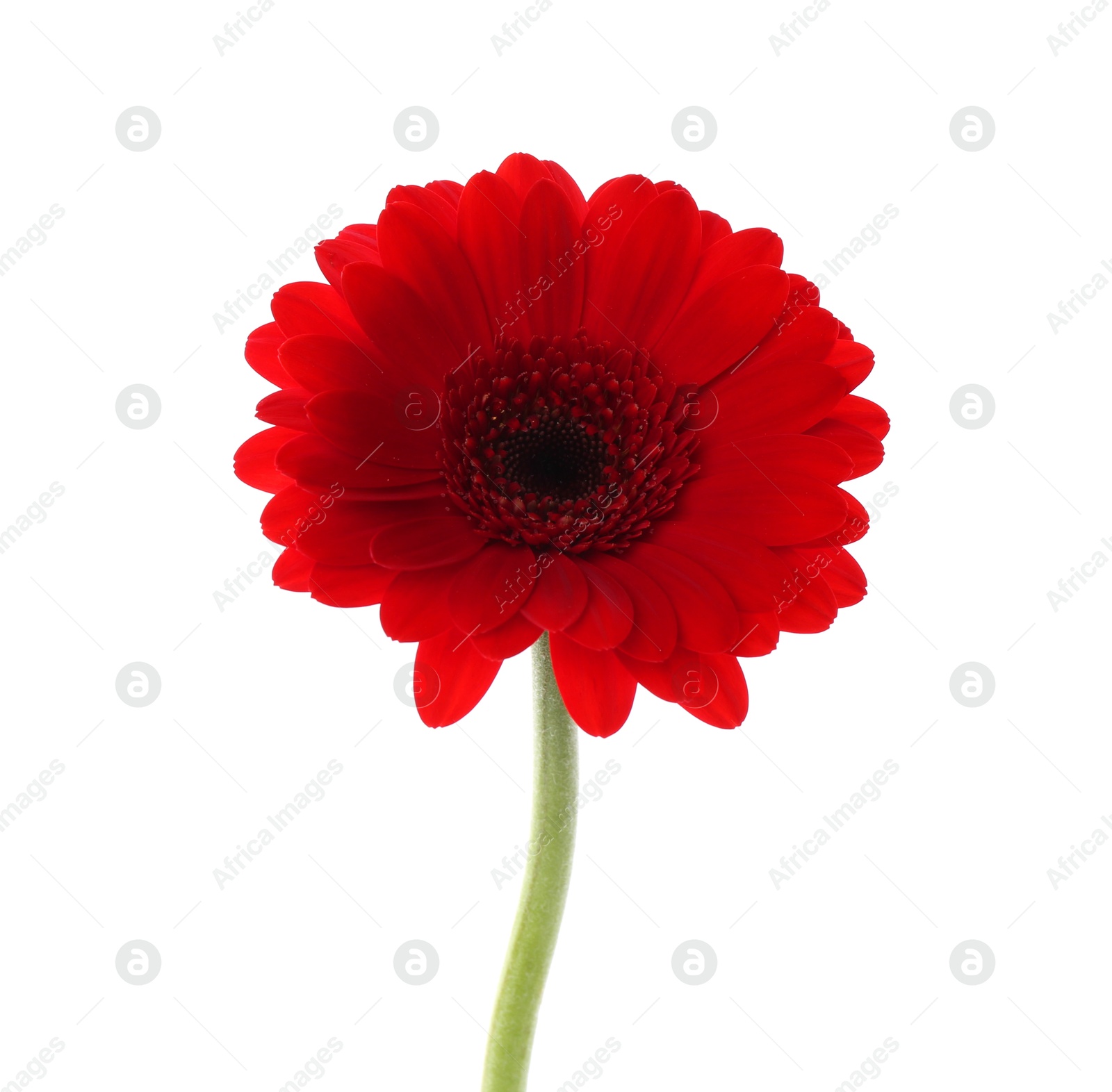 Photo of Beautiful red gerbera flower isolated on white