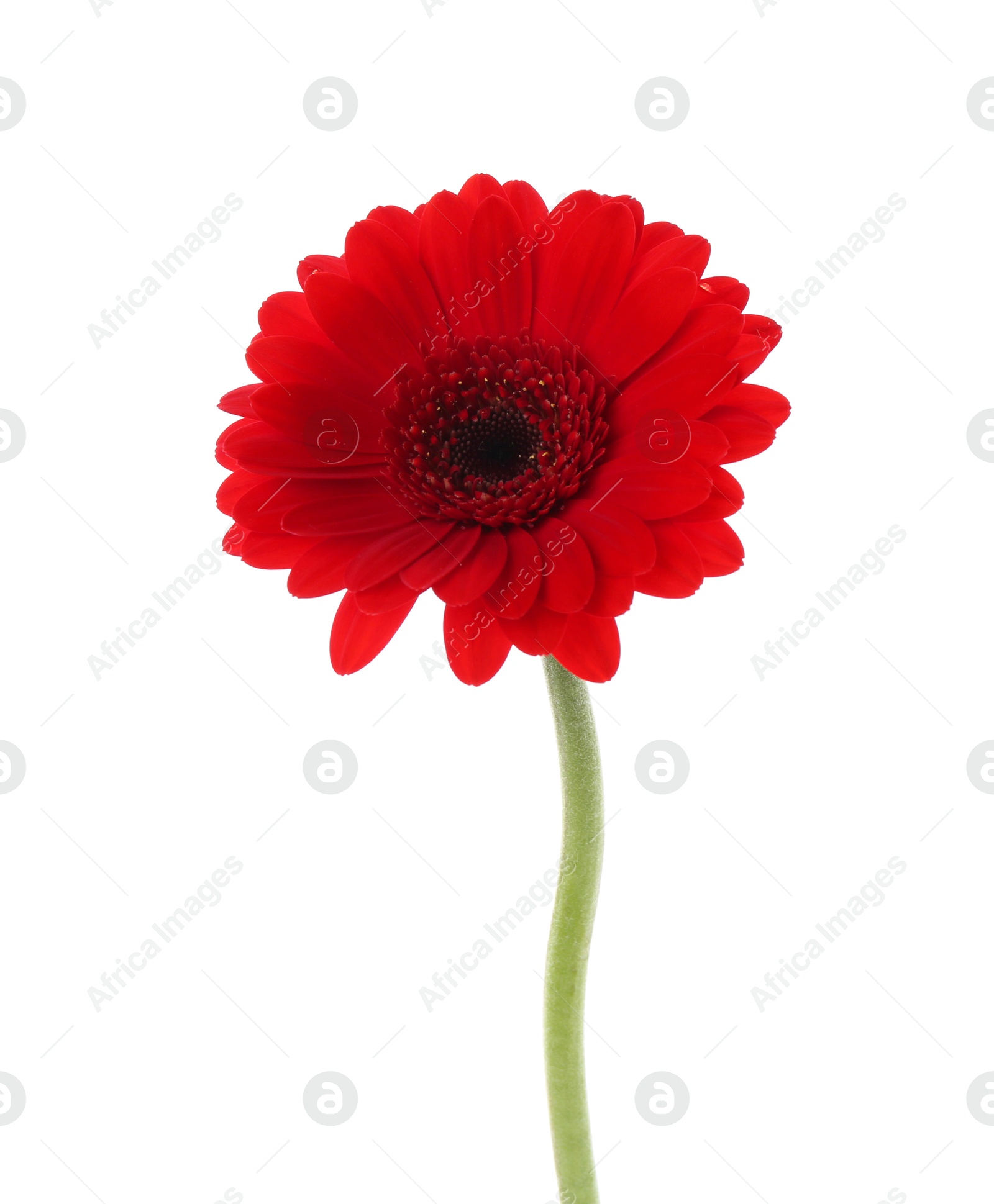 Photo of Beautiful red gerbera flower isolated on white