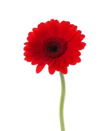 Photo of Beautiful red gerbera flower isolated on white