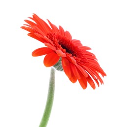 Beautiful orange gerbera flower isolated on white