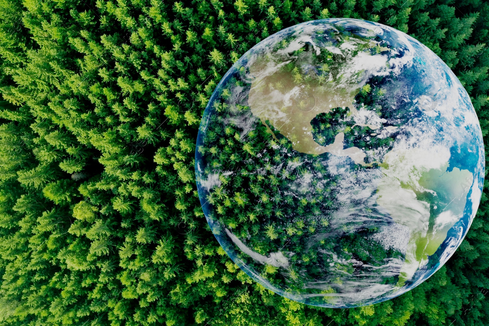 Image of Save the planet. Aerial view of coniferous forest and planet Earth, double exposure