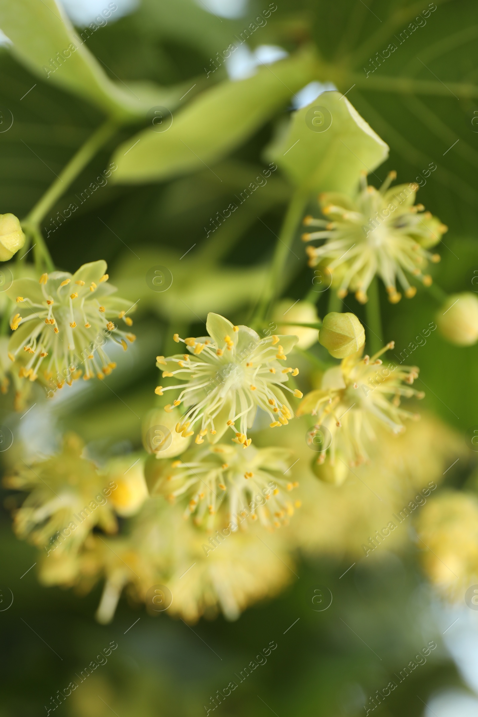 Photo of Beautiful linden tree with blossoms and green leaves outdoors