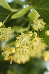 Photo of Beautiful linden tree with blossoms and green leaves outdoors