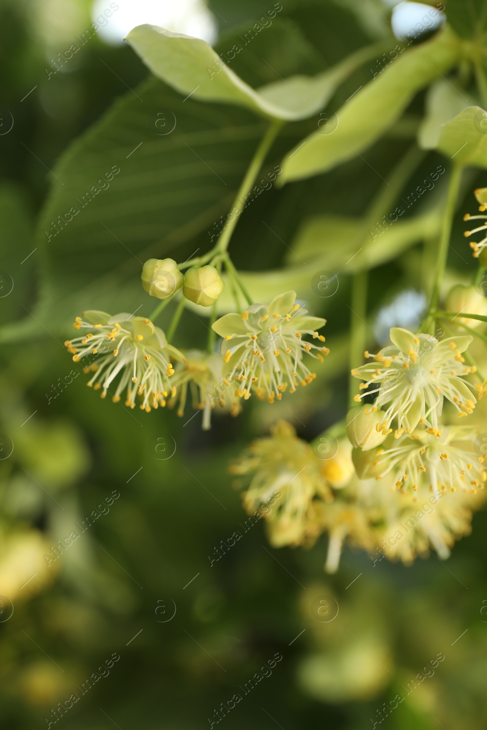 Photo of Beautiful linden tree with blossoms and green leaves outdoors