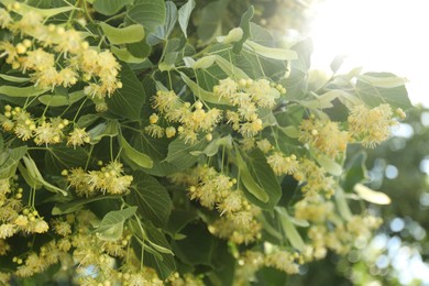 Photo of Beautiful linden tree with blossoms and green leaves outdoors