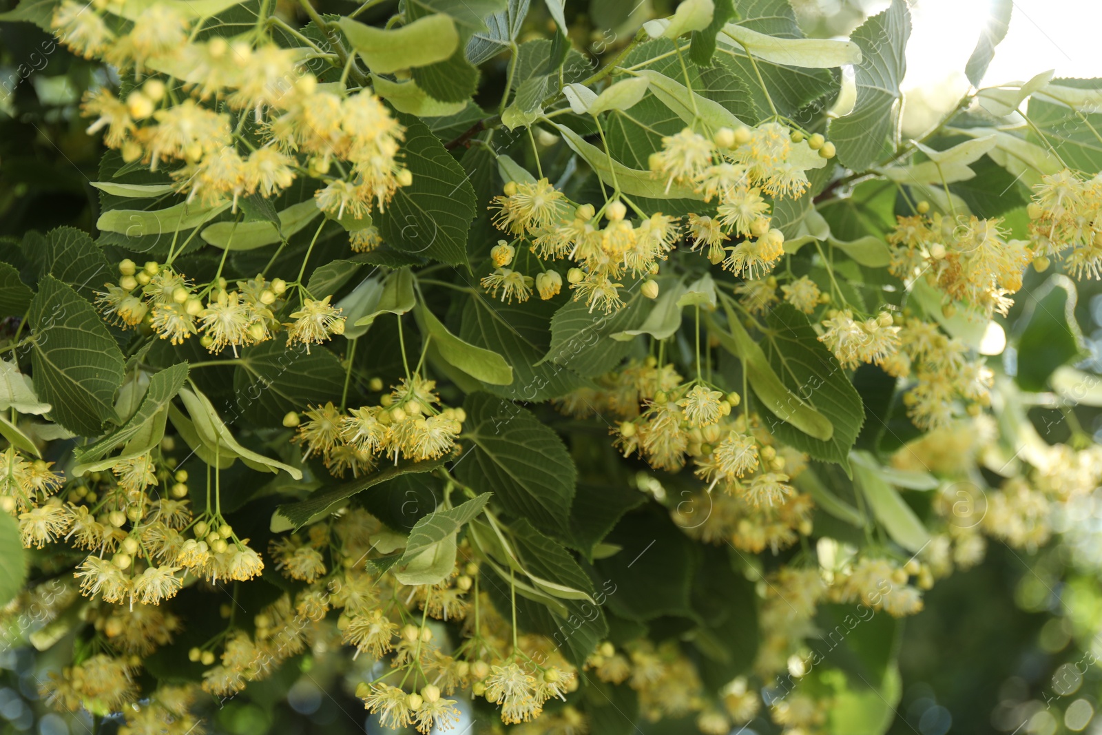 Photo of Beautiful linden tree with blossoms and green leaves outdoors