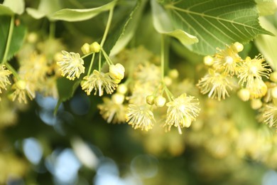 Beautiful linden tree with blossoms and green leaves outdoors