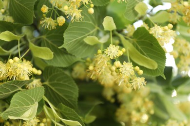 Beautiful linden tree with blossoms and green leaves outdoors