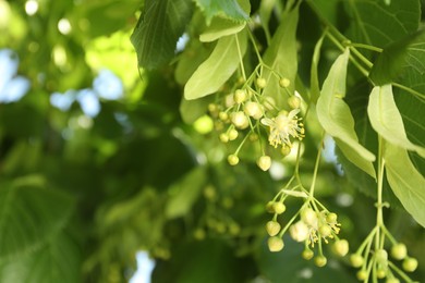 Beautiful linden tree with blossoms and green leaves outdoors, space for text