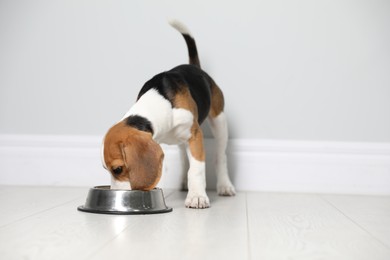Photo of Cute Beagle puppy eating near light wall indoors. Adorable pet