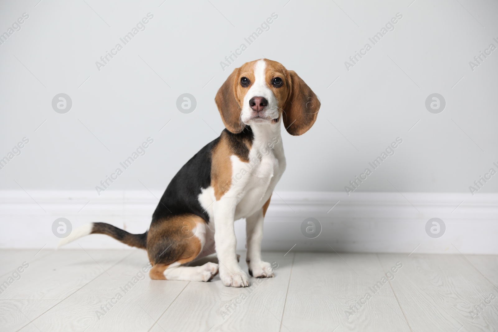 Photo of Cute Beagle puppy near light wall indoors. Adorable pet