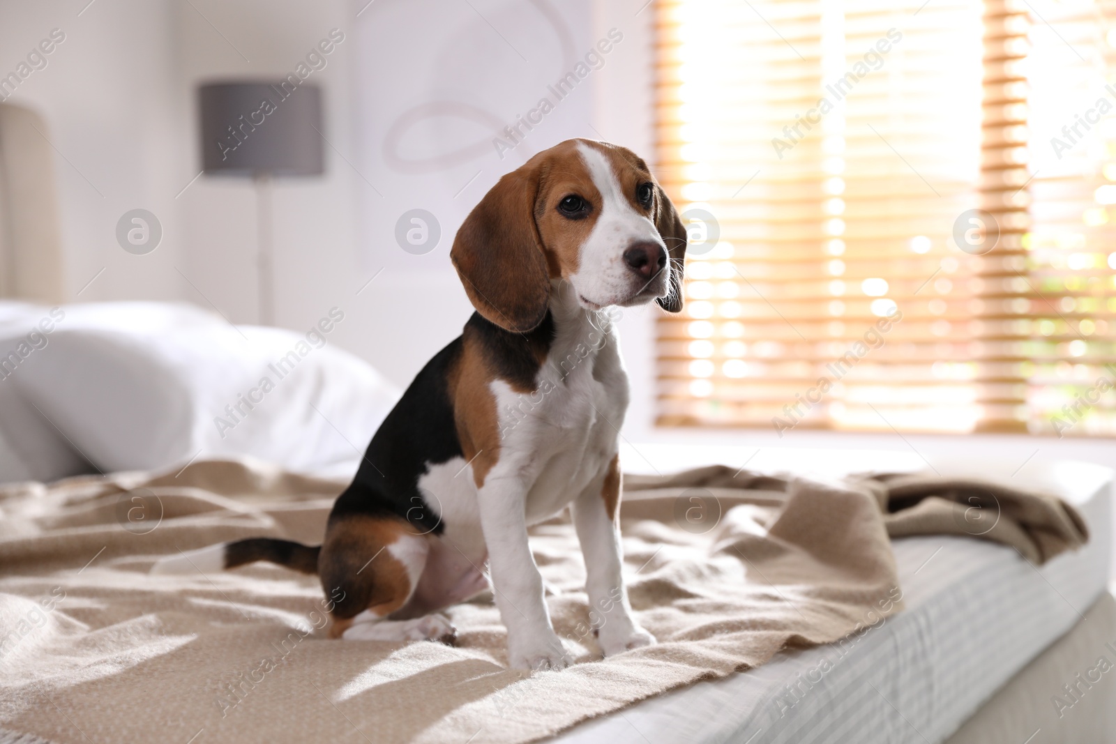 Photo of Cute Beagle puppy on bed at home. Adorable pet