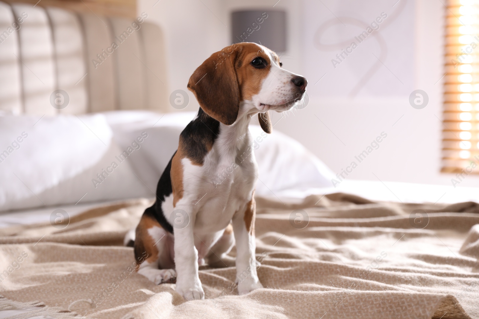 Photo of Cute Beagle puppy on bed at home. Adorable pet