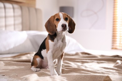 Photo of Cute Beagle puppy on bed at home. Adorable pet