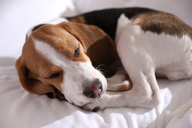 Photo of Cute Beagle puppy sleeping on bed. Adorable pet