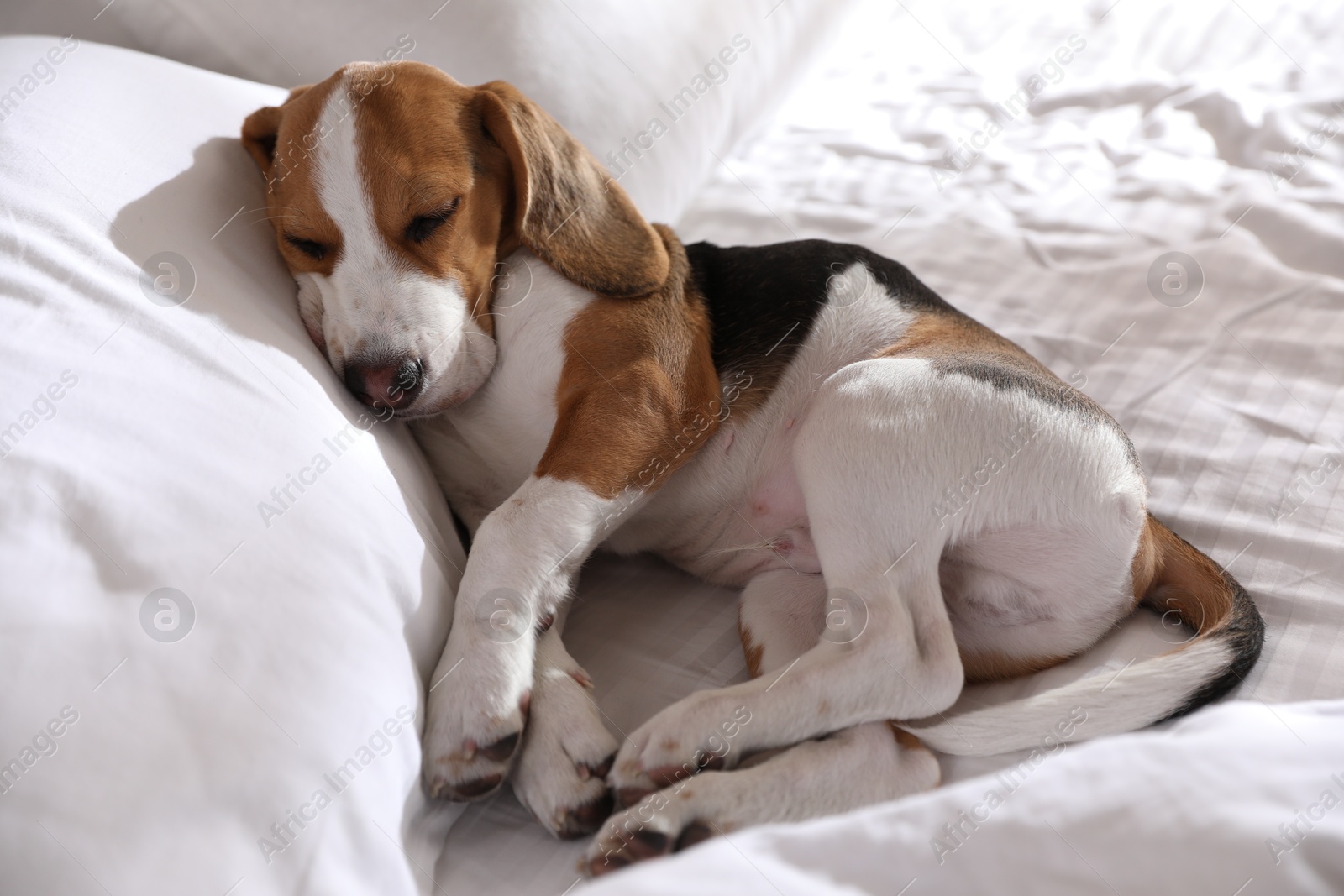 Photo of Cute Beagle puppy sleeping on bed. Adorable pet