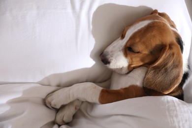 Photo of Cute Beagle puppy sleeping in bed. Adorable pet