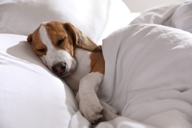 Photo of Cute Beagle puppy sleeping in bed. Adorable pet