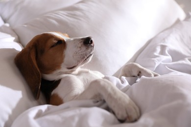 Photo of Cute Beagle puppy sleeping in bed. Adorable pet