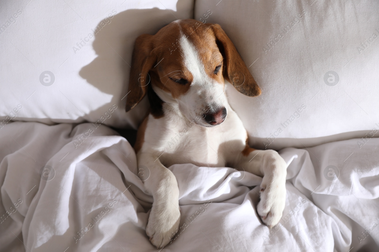 Photo of Cute Beagle puppy sleeping in bed, top view. Adorable pet