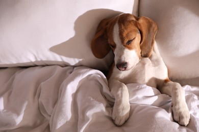 Cute Beagle puppy sleeping in bed, top view. Adorable pet